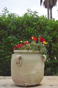 Close-up of potted plants in garden