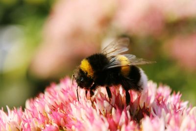 Close-up of bee on pink flower