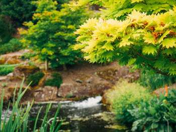 Close-up of flower tree