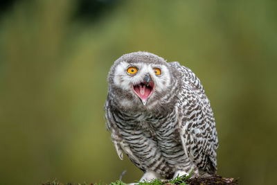 Close-up portrait of snowy owl