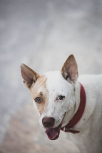 Portrait of dog looking at camera