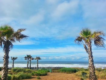 Palm trees on beach against sky