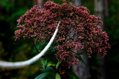 Close-up of flowers blooming outdoors