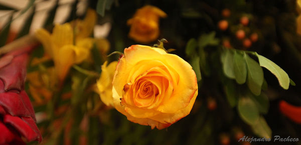 Close-up of yellow rose