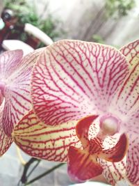 Close-up of flower blooming outdoors