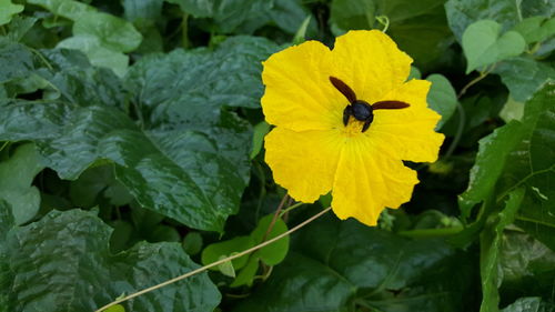 High angle view of insect on yellow flower