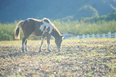 View of horse on field