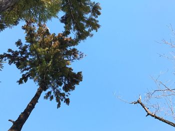 Low angle view of tree against clear blue sky