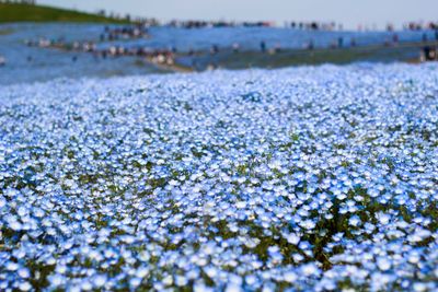 Close-up of fresh purple flower in field