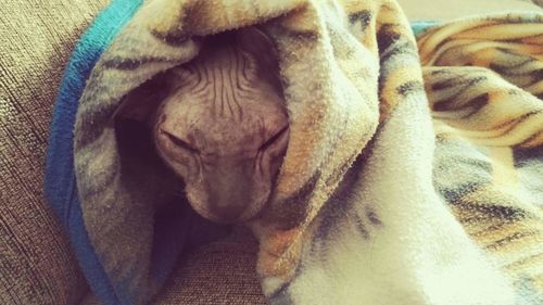 Close-up of sleeping cat