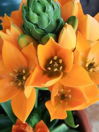 Close-up of orange flowering plant