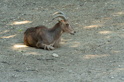 Side view of lion lying on land