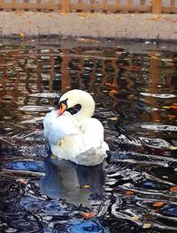 High angle view of swan floating on lake