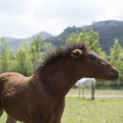 Close-up of a horse on field