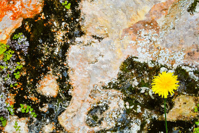 Close-up of flower growing on tree trunk