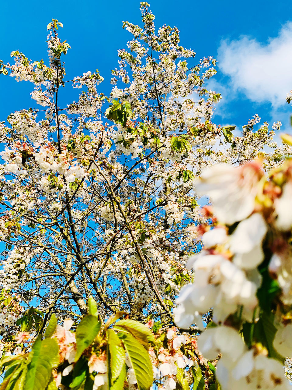 LOW ANGLE VIEW OF CHERRY BLOSSOM TREE