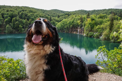 Dog looking away in lake