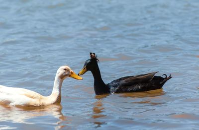 Swans swimming in a lake