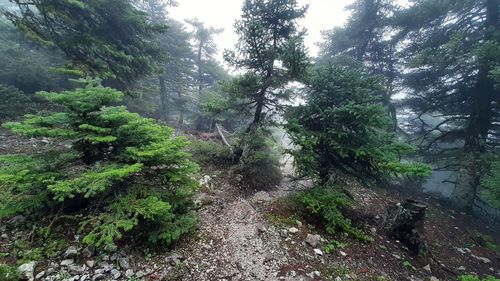 Trail amidst trees in forest