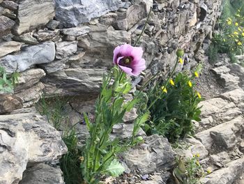 High angle view of pink rose on rock