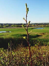 Plants growing on field against clear sky