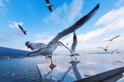 Seagulls flying over water against blue sky
