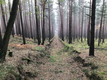 Trees in forest