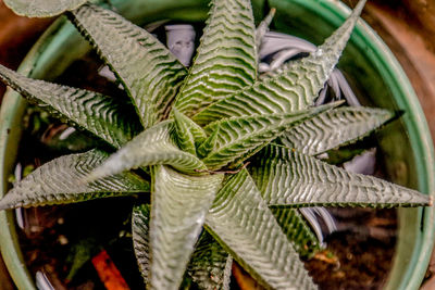 Close-up of potted plant leaves