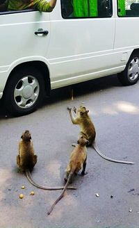 View of cat on road