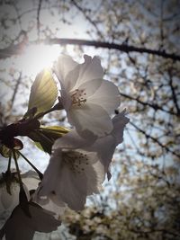 Low angle view of cherry blossom tree