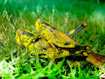 Close-up of insect on grass