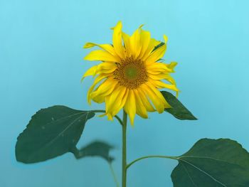 Close-up of sunflower