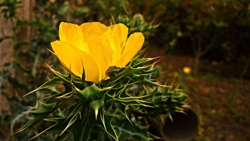 Close-up of yellow flower blooming outdoors