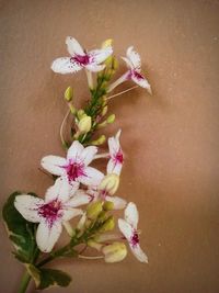 Close-up of orchids against white background