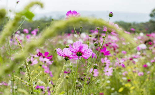 Close-up of cosmos flowers growing on field