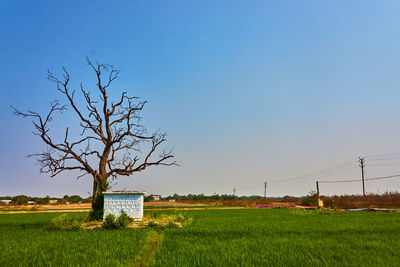 Bare tree on field against clear blue sky