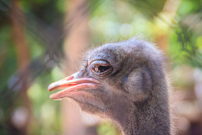 Close-up of a bird