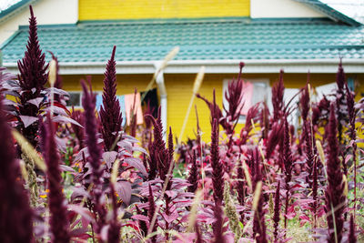 Close-up of purple flowering plants