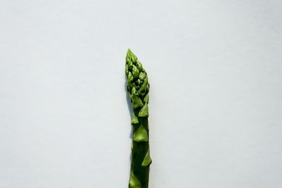 Close-up of fresh green plant against white background