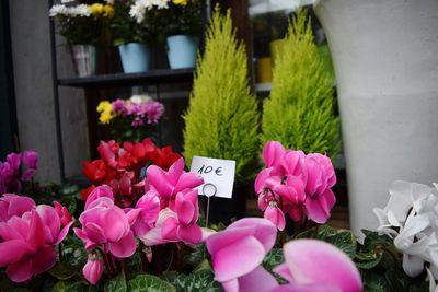 Close-up of pink flowers