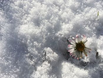 Close-up of flowers