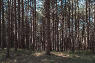 Trees in forest