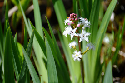 Close-up of white flowering plant on field