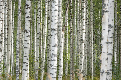 Panoramic view of pine trees in forest