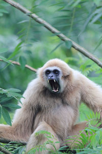 Monkey sitting on tree