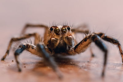 Close-up of spider