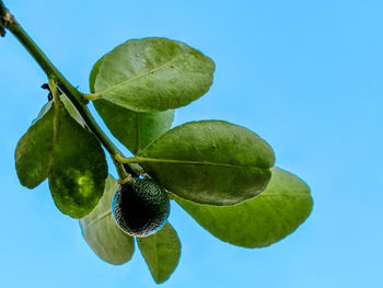 Low angle view of fruits on tree against clear blue sky