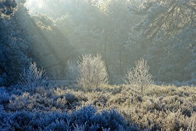 Aerial view of pine trees in forest during winter