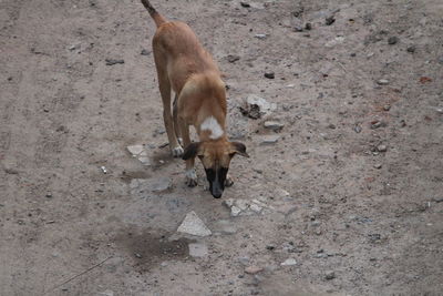High angle view of horse standing outdoors