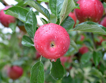 Close-up of wet apple on plant